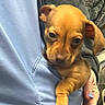 puppy, dog, small_dog, brown_dog, pet, cute, person, hand, shirt, blue_shirt, indoor, couch, fabric, animal, young_animal, looking, resting, holding, close_up, companion
