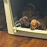 Hope is registered to the contest to win money with this photo: puppies, dog, pet_carrier, wooden_floor, blanket, indoor, cute, animal, young_dog, brown_puppy, snuggle, cozy, pet, companion, small, domestic_animal, resting, eyes, fur, curious