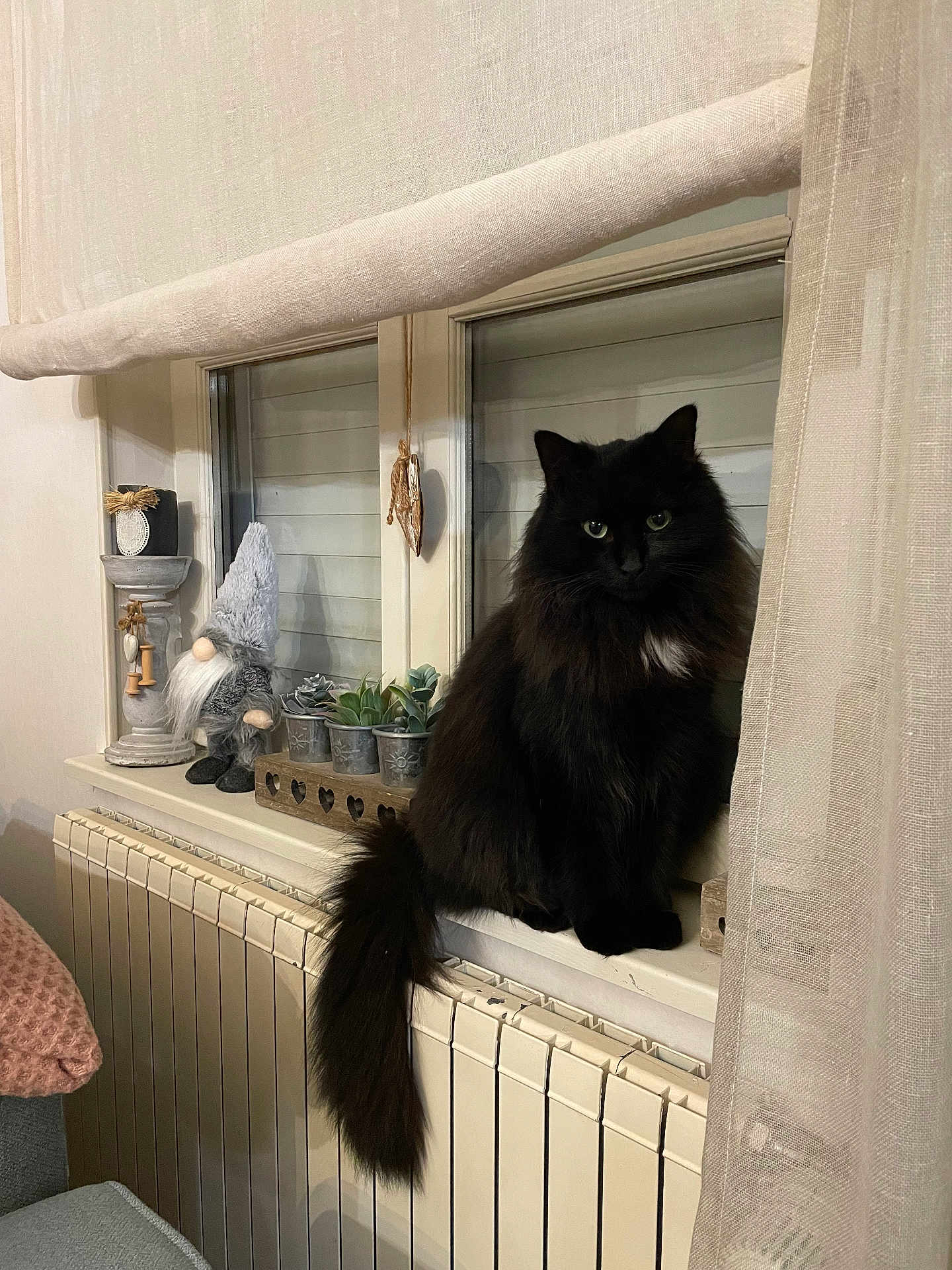 Phoebe a rejoint le concours — aidez-le/la à gagner de superbes lots ! cat, black_cat, fluffy, windowsill, radiator, curtain, indoor, decor, gnome, potted_plants, white_patch, feline, pet, animal, cozy, home, soft_lighting, window, fur, sitting