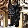 Phoebe participe au concours pour gagner de l'argent avec cette photo : kitten, black_cat, feline, pet, animal, indoor, wooden_chair, wicker_basket, cute, curious, fur, whiskers, small, young, domestic_cat, household, floor, legs, paws, sitting