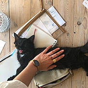 Phoebe participe au concours pour gagner de l'argent avec cette photo : kitten, black_cat, hand, watch, ring, wooden_table, purse, papers, notebook, glass, petting, feline, domestic_cat, indoor, relaxing, cute, fluffy, animal, tabletop, casual