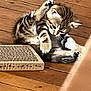kitten, cat, tabby, grooming, wooden_floor, pet, animal, scratcher, playful, young_cat, feline, indoor, cute, small, whiskers, fur, claws, paw, relaxed, lonely