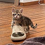 kitten, cat, slipper, wooden_floor, scratching_post, indoor, pet, curious, small, tabby, fur, whiskers, ears, playful, cozy, blanket, home, animal, cute, floor