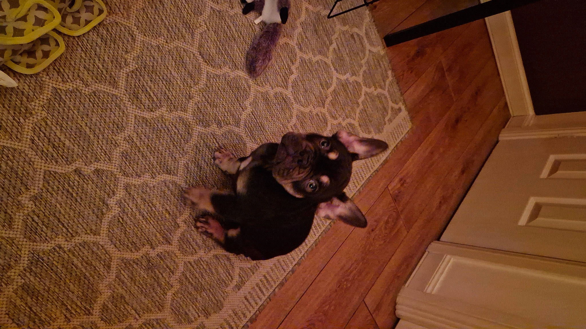 Herbert is registered to the contest to win money with this photo: brown, cabinetry, carnivore, comfort, companion_dog, dog, dog_breed, drawer, fawn, felidae, floor, flooring, fur, hardwood, pattern, tail, toy_dog, wood, wood_flooring, wood_stain