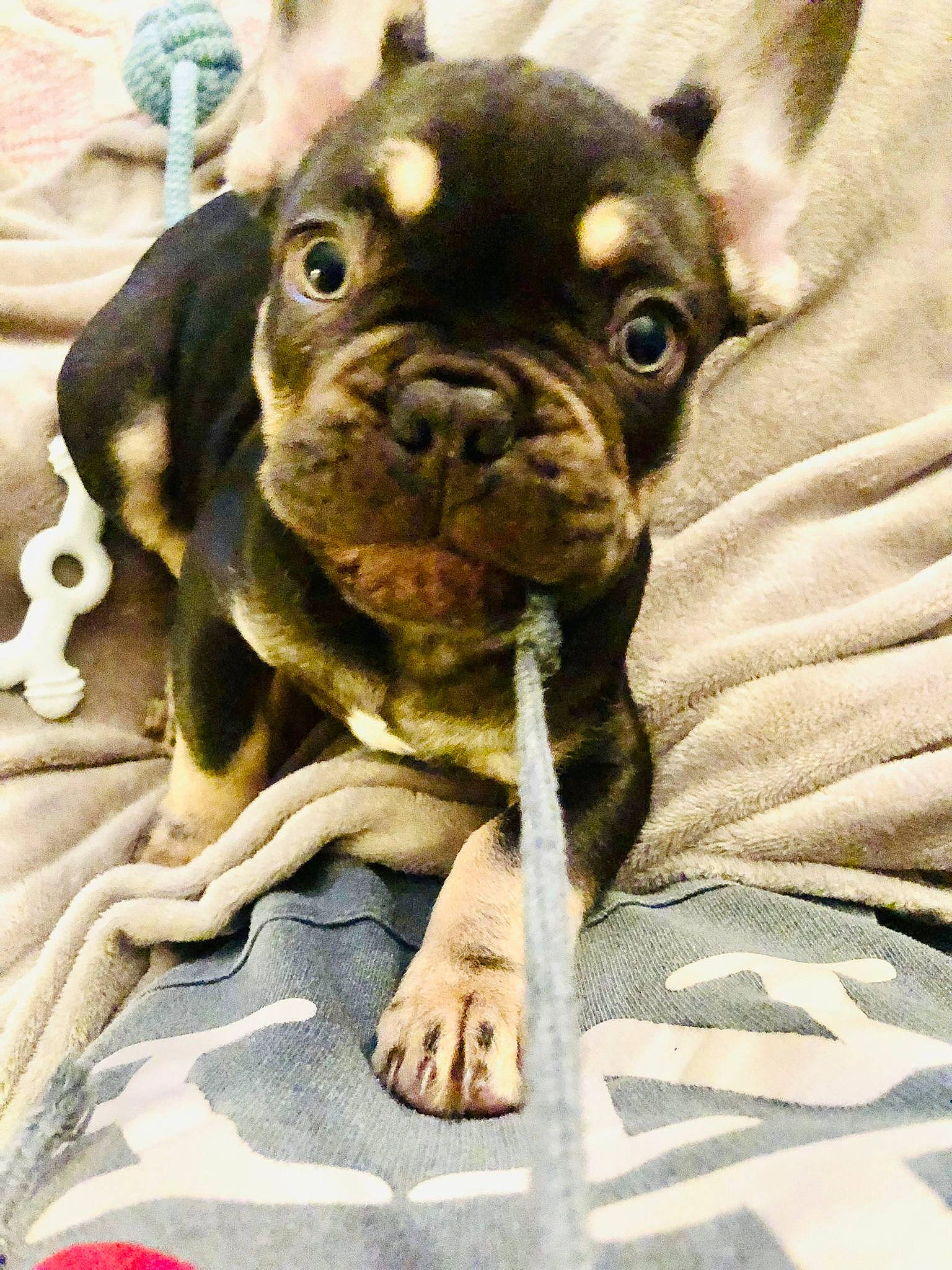 Herbert joined the competition — help win amazing prizes! bulldog, canidae, carnivore, comfort, companion_dog, dog, dog_breed, dog_collar, ear, eye, fawn, french_bulldog, head, snout, sporting_group, terrestrial_animal, toy_dog, whiskers, working_animal, wrinkle