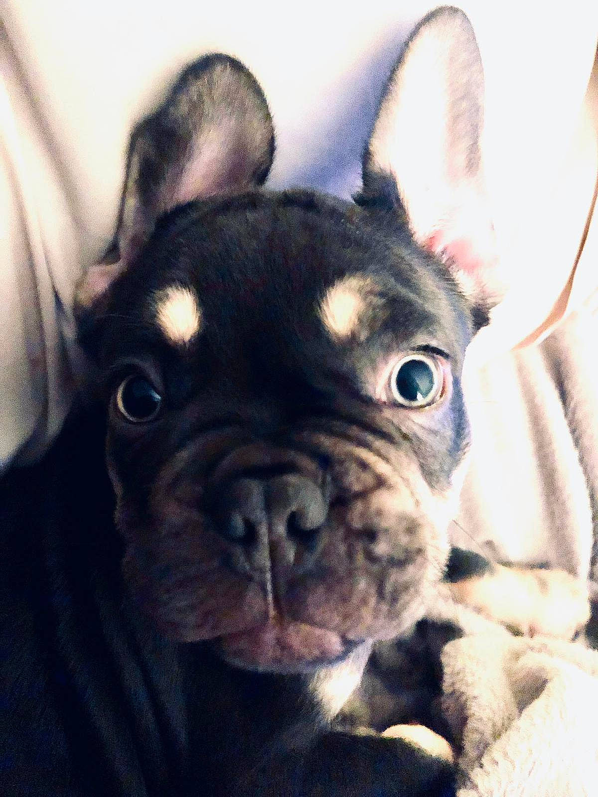 Herbert joined the competition — help win amazing prizes! art, bulldog, canidae, carnivore, companion_dog, dog, dog_breed, ear, eye, fawn, french_bulldog, head, iris, snout, sporting_group, terrestrial_animal, toy_dog, whiskers, working_animal, wrinkle