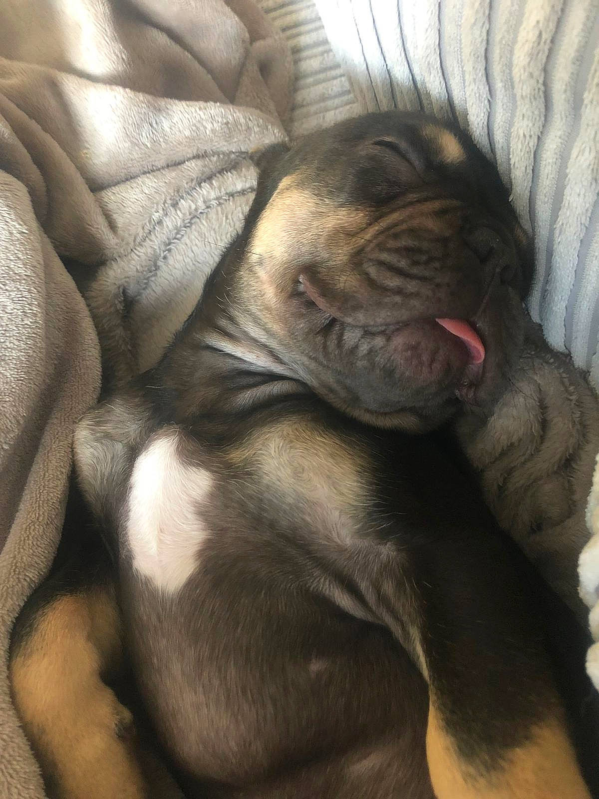 Herbert is registered to the contest to win money with this photo: bulldog, carnivore, close_up, comfort, companion_dog, dog_breed, fawn, flesh, fur, grey, liver, nap, sleep, snout, sporting_group, terrestrial_animal, whiskers, wildlife, working_animal, wrinkle