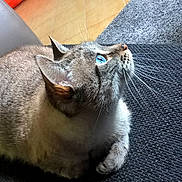 Gipsy participe au concours pour gagner de l'argent avec cette photo : aegean_cat, cat, cat_like_mammal, chartreux, domestic_short_haired_cat, european_shorthair, fauna, fur, korat, mammal, small_to_medium_sized_cats, snout, tabby_cat, whiskers