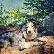 Samy a rejoint le concours — aidez-le/la à gagner de superbes lots ! animal, australian_shepherd, blue_sky, canine, daylight, dog, forest, fur, greenery, leash, mountains, nature, outdoor, pet, relaxing, rock, roots, scenery, sunlight, tree