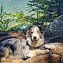 animal, australian_shepherd, blue_sky, canine, daylight, dog, forest, fur, greenery, leash, mountains, nature, outdoor, pet, relaxing, rock, roots, scenery, sunlight, tree