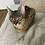 animal, blanket, cat, closed_eyes, comfort, couch, cozy, cute, ears, fur, furniture, home, indoor, pet, relaxation, resting, sleepy, soft_texture, tabby, whiskers