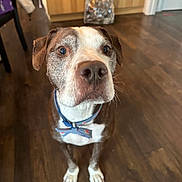 Fred joined the competition — help win amazing prizes! dog, pet, bow_tie, collar, portrait, indoor, hardwood_floor, attentive, brown_fur, white_fur, close_up, eyes, nose, paws, whiskers, ears, home_interior, looking_up, flooring, wooden_cabinet