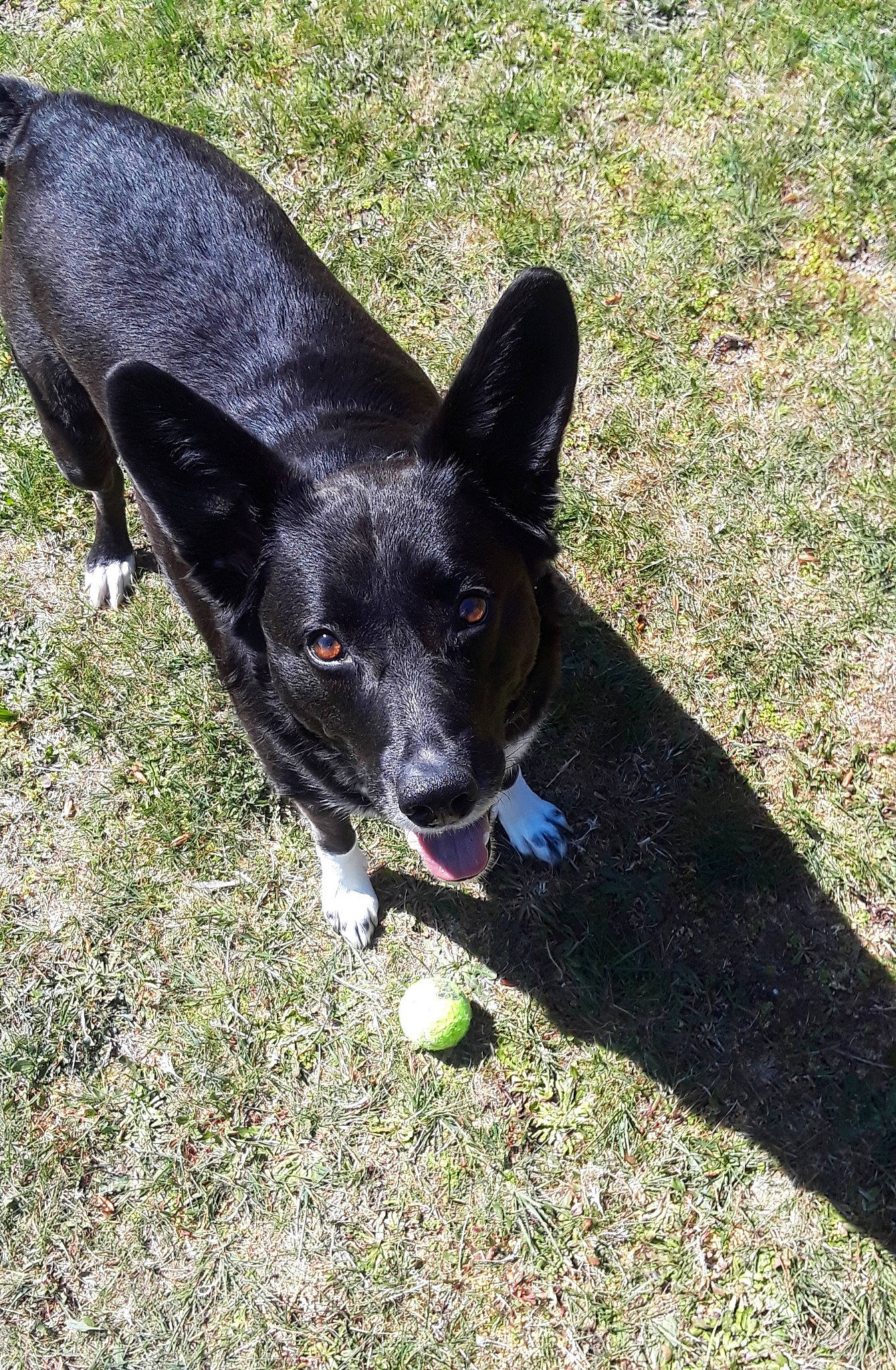 Kali is registered to the contest to win money with this photo: australian_kelpie, ball, canidae, carnivore, dog, dog_breed, formosan_mountain_dog, grass, mammal, mcnab, working_dog