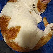 Goober is registered to the contest to win money with this photo: cat, sleeping, orange_and_white, fluffy, curled_up, blanket, cozy, pet, animal, fur, tail, indoor, resting, cute, domestic_cat, relaxation, soft, whiskers, paw, collar