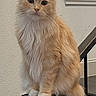 cat, orange_cat, fluffy_cat, indoor, stairs, stair_post, window_blinds, wall, curious, pet, animal, feline, domestic_cat, sitting, looking, portrait, house, furniture, black, white