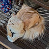 cat, fluffy_cat, cream_colored, wooden_chair, outdoor, pajama_pants, patterned_clothing, stitch_character, snowflake_pattern, pet, fur, tail, animal, relaxed, sitting, curious, amber_eyes, weathered_wood, person, casual