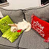 cat, fluffy, couch, gray, pillow, green, grinch, holiday, christmas, red, cozy, indoor, pet, relaxed, upside_down, furniture, home, decor, cute, animal
