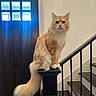 cat, orange_cat, fluffy_tail, indoor, staircase, railing, wooden_door, white_wall, pet, animal, curious, sitting, feline, home_interior, stairs, post, looking, domestic_cat, cute, pet_portrait