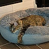 cat, tabby_cat, pet_bed, fluffy, relaxed, indoor, floor_tiles, fireplace, stretching, cozy, feline, fur, resting, paw, home, comfortable, cute, animal, mammal, sleepy