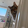 cat, tabby, fluffy, door, peeking, bathroom, shower, glass, window, tiles, sink, tap, toiletries, home, indoor, curious, pet, animal, whiskers, light