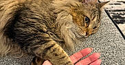 Thibodeaux is registered to the contest to win money with this photo: animal, blanket, cat, closeup, couch, cozy, domestic_animal, ear, fur, furniture, hand, indoor, mammal, notebook, paw, pet, relaxed, resting, tabby_cat, whiskers