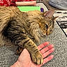 cat, tabby_cat, paw, hand, couch, furniture, blanket, notebook, relaxed, pet, domestic_animal, fur, closeup, indoor, cozy, resting, animal, mammal, whiskers, ear