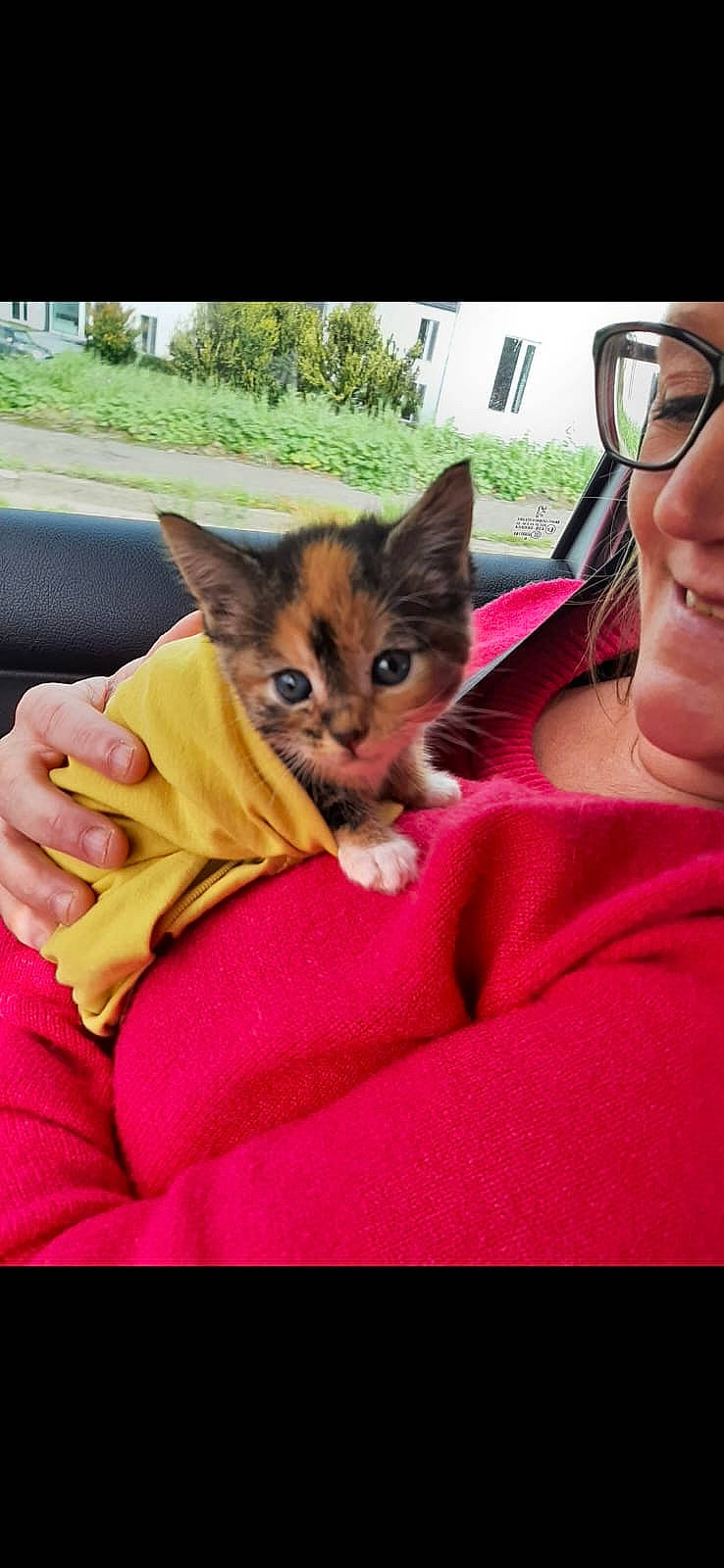 Nana participe au concours pour gagner de l'argent avec cette photo : car_seat, carnivore, cat, comfort, companion_dog, domestic_short_haired_cat, eyewear, fawn, felidae, fur, happy, lap, linens, magenta, pink, plant, sitting, small_to_medium_sized_cats, smile, whiskers