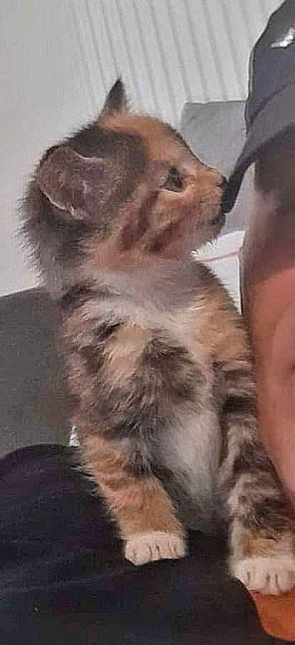 Nana participe au concours pour gagner de l'argent avec cette photo : canidae, carnivore, cat, claw, companion_dog, dog_breed, domestic_short_haired_cat, ear, fawn, felidae, fur, gesture, paw, small_to_medium_sized_cats, snout, sporting_group, tail, terrestrial_animal, whiskers, working_animal