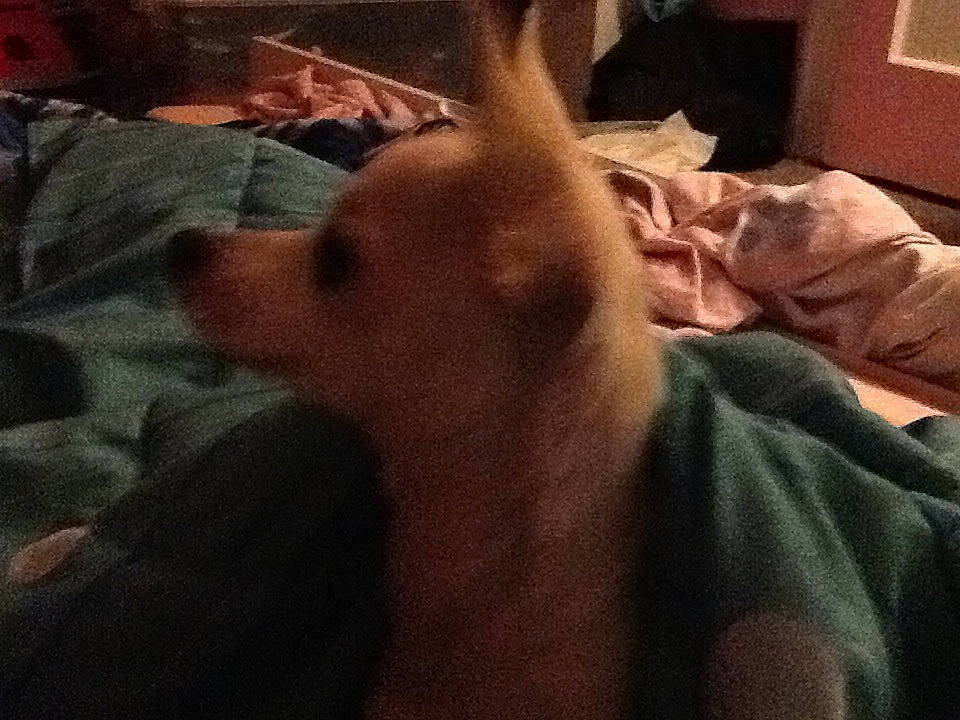 Lilly is registered to the contest to win money with this photo: canidae, carnivore, companion_dog, dog, dog_breed, ear, hand, leg, mouth, muscle, nap, nose, puppy, selfie