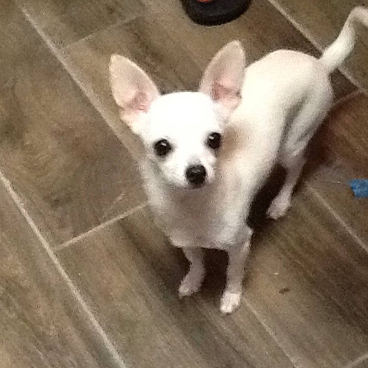 Lilly is registered to the contest to win money with this photo: ancient_dog_breeds, canidae, carnivore, chihuahua, companion_dog, corgi_chihuahua, dog, dog_breed, ear, fawn, indian_spitz, mammal, non_sporting_group, puppy, rare_breed_dog, snout, tail, toy_dog, vertebrate, whiskers