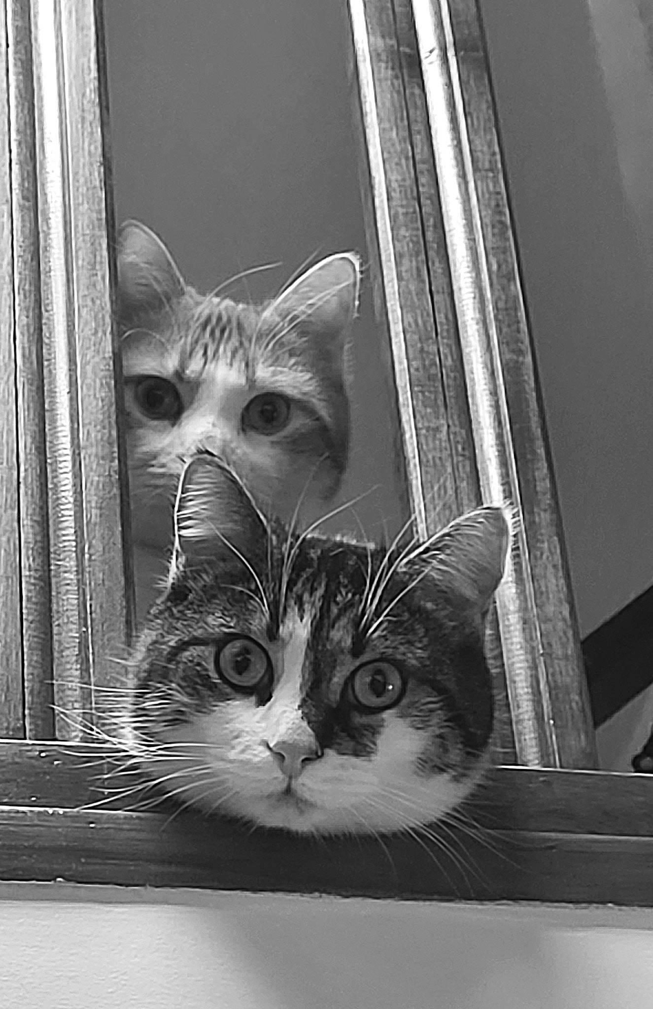 Tom Et Chlbi a rejoint le concours — aidez-le/la à gagner de superbes lots ! black_and_white, carnivore, cat, domestic_short_haired_cat, felidae, fur, grey, line, mammal, monochrome, monochrome_photography, paw, room, small_to_medium_sized_cats, snout, still_life_photography, style, whiskers, window, wood