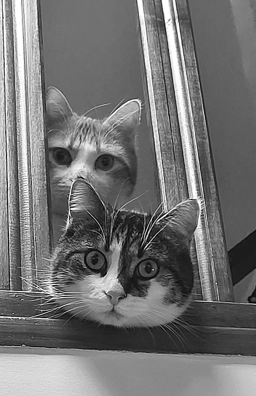 Ibra participe au concours pour gagner de l'argent avec cette photo : black_and_white, carnivore, cat, domestic_short_haired_cat, felidae, fur, grey, line, mammal, mirror, monochrome, monochrome_photography, room, small_to_medium_sized_cats, snout, still_life_photography, style, whiskers, window, wood