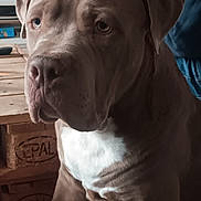 Tazz a rejoint le concours — aidez-le/la à gagner de superbes lots ! animal, brown, canine, close_up, companion, dog, domestic_animal, expression, eyes, face, furniture, gentle, indoor, pallet, person_partial, pet, seated, texture, white, wood