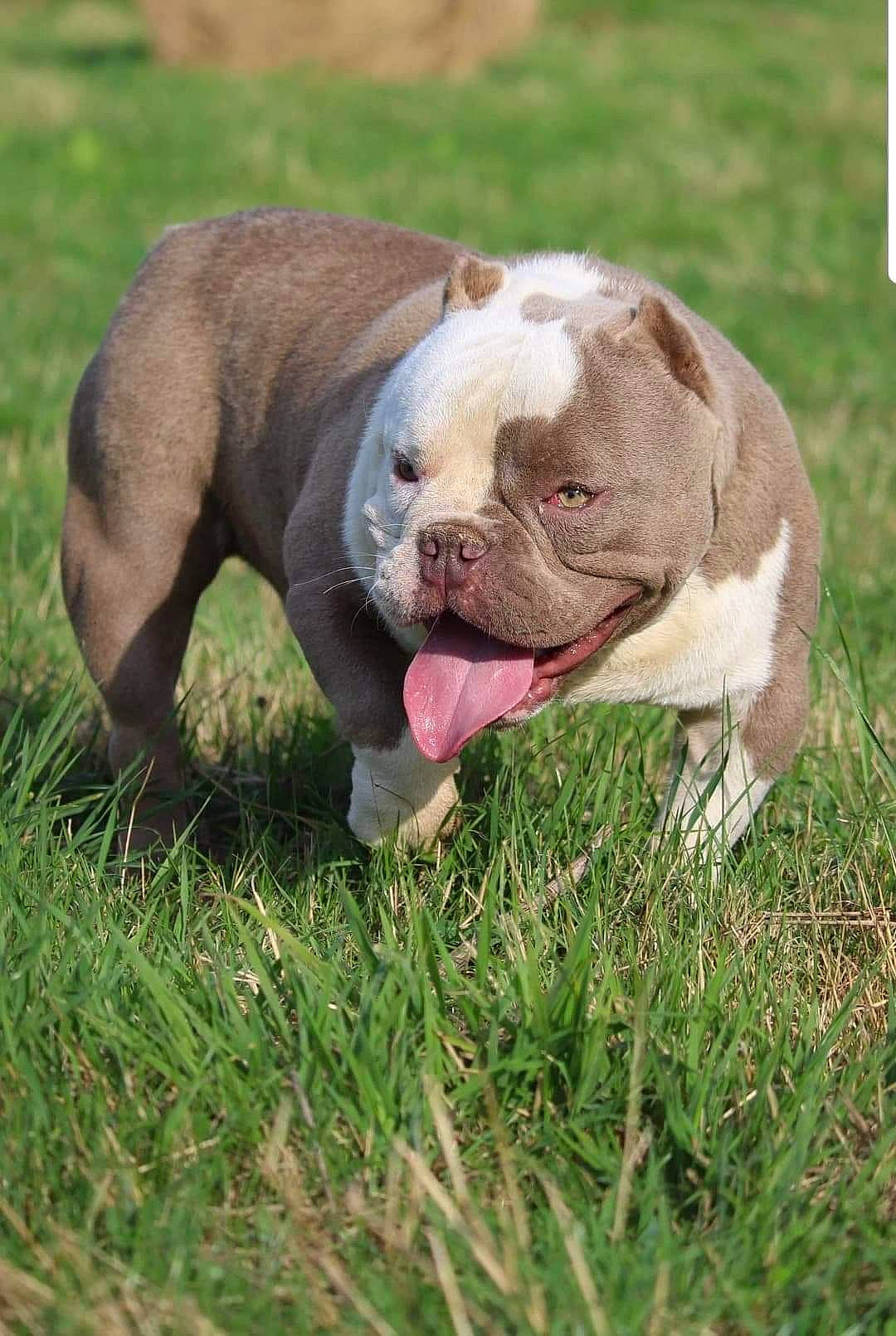 Baputo participe au concours pour gagner de l'argent avec cette photo : bulldog, canidae, carnivore, collar, companion_dog, dog, dog_breed, fawn, grass, grassland, liver, molosser, plant, sporting_group, tail, terrestrial_animal, whiskers, white_english_bulldog, working_animal, wrinkle