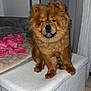 dog, chow_chow, fluffy, pet, indoor, ottoman, white, brown, tongue_out, furniture, blanket, couch, curtains, floor, tile, cozy, animal, companion, cute, sitting