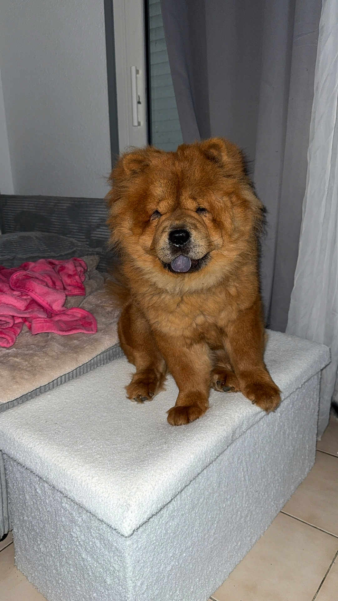 Minnie participe au concours pour gagner de l'argent avec cette photo : dog, chow_chow, fluffy, pet, indoor, ottoman, white, brown, tongue_out, furniture, blanket, couch, curtains, floor, tile, cozy, animal, companion, cute, sitting