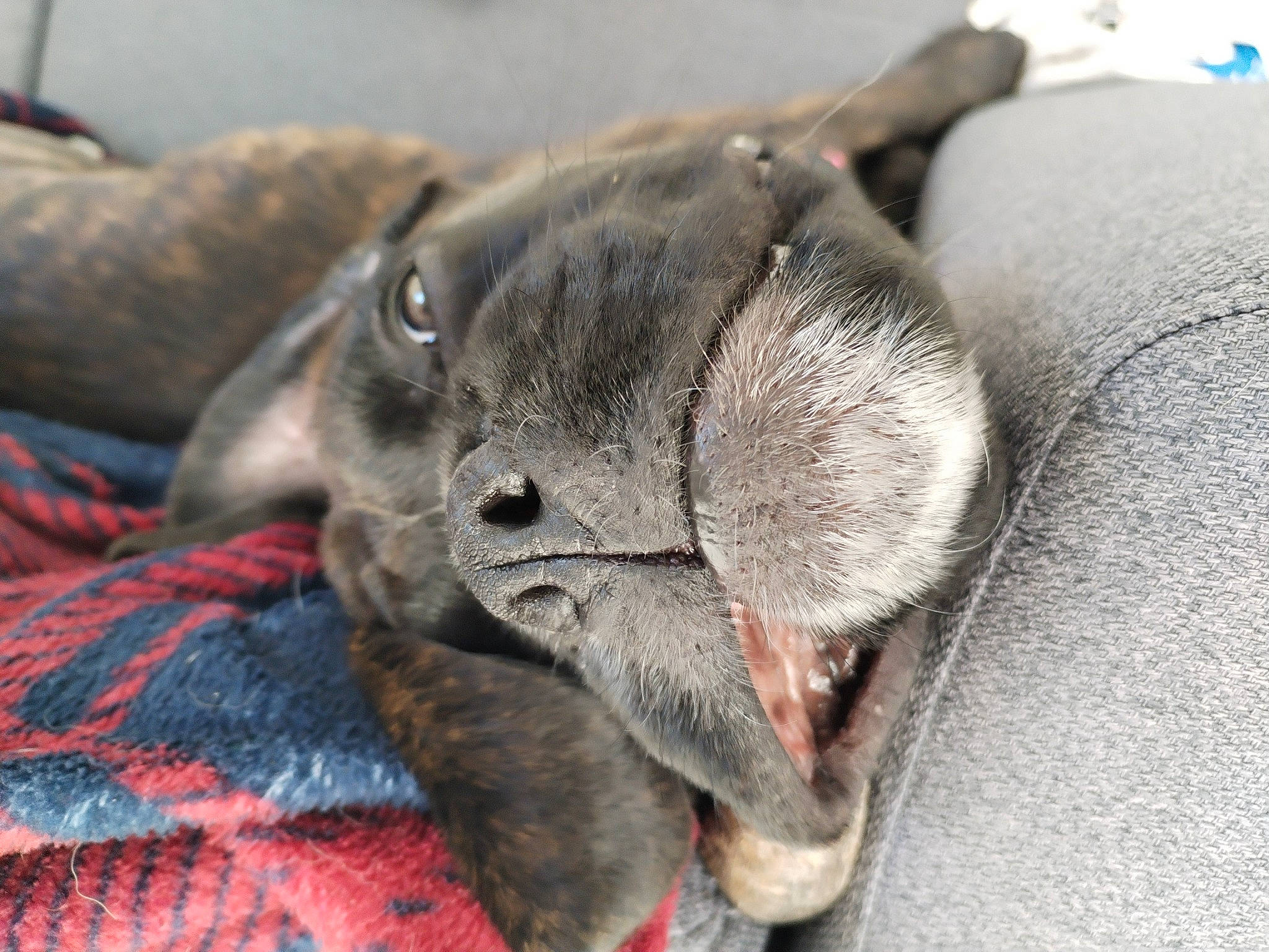 Uby a rejoint le concours — aidez-le/la à gagner de superbes lots ! carnivore, cat, claw, close_up, comfort, dog_breed, domestic_short_haired_cat, fawn, felidae, fur, grey, nap, paw, russian_blue, small_to_medium_sized_cats, snout, sporting_group, terrestrial_animal, whiskers, wildlife