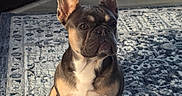 Gizmo joined the competition — help win amazing prizes! dog, french_bulldog, puppy, pet, indoor, rug, floor, ears, alert, brown, white, animal, canine, sitting, home, cozy, natural_light, shadow, cute, portrait