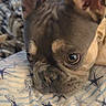 Gizmo joined the competition — help win amazing prizes! dog, french_bulldog, close_up, ears, bed, pillow, starfish_pattern, resting, cute, pet, animal, indoor, portrait, looking, snout, fur, brown, black, eyes, expression