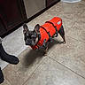 dog, french_bulldog, life_jacket, orange, pet, indoor, kitchen, tile_floor, cabinet, curious, standing, floor, domestic, animal, companion, foot, sock, appliance, brown, black