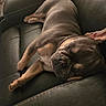 dog, puppy, sleeping, couch, leather, black, pet, animal, relaxed, indoor, fur, cute, resting, snout, ears, paw, cozy, home, closeup, napping