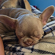 Greta is registered to the contest to win money with this photo: puppy, dog, sleeping, ears, blanket, plaid, cozy, bedroom, resting, fur, animal, cute, pet, indoors, closeup, soft, nap, companion, peaceful, blurred_background