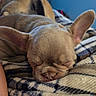 puppy, dog, sleeping, ears, blanket, plaid, cozy, bedroom, resting, fur, animal, cute, pet, indoors, closeup, soft, nap, companion, peaceful, blurred_background