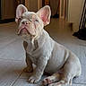 Greta joined the competition — help win amazing prizes! puppy, dog, french_bulldog, pet, indoor, floor, ears, curious, cute, sitting, animal, canine, young, adorable, looking_up, tile_floor, wrinkles, companion, small, domestic