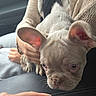 Greta joined the competition — help win amazing prizes! dog, french_bulldog, puppy, pet, animal, ears, face, person, hand, sweater, knitwear, car_interior, lap, cute, closeup, soft_light, indoor, resting, focus, playing