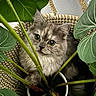 Rain is registered to the contest to win money with this photo: cat, gray_cat, fluffy, basket, woven_basket, plant, potted_plant, green_leaves, stems, indoor, cute, pet, curious, eyes, feline, houseplant, cozy, closeup, animal, nature
