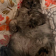 Rain is registered to the contest to win money with this photo: cat, fluffy, gray_cat, lying_down, bedspread, floral_pattern, indoor, pet, relaxed, cute, feline, paw, fur, resting, human_leg, cozy, domestic, animal, sleepy, soft