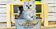 Rain is registered to the contest to win money with this photo: kitten, cat, blue_eyes, fluffy, metal_container, flowers, garden, wooden_background, sunflower_garland, white_tulips, vase, rustic, cute, pet, animal, small, sitting, indoor, decor, adorable