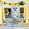 kitten, cat, blue_eyes, fluffy, metal_container, flowers, garden, wooden_background, sunflower_garland, white_tulips, vase, rustic, cute, pet, animal, small, sitting, indoor, decor, adorable