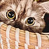 Rain joined the competition — help win amazing prizes! cat, close_up, eyes, basket, fur, curious, pet, animal, indoor, texture, woven, cute, fluffy, peek, face, whiskers, natural_light, domestic, feline, focus